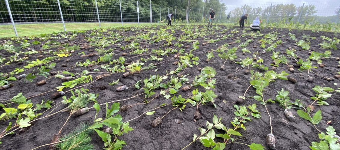 Microforêt à Longueuil au Parc Michel-Chartrand, planté en 2023.