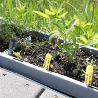 PH_POTS_PLANTES_5-lo PH_POTS_PLANTES_5-lo