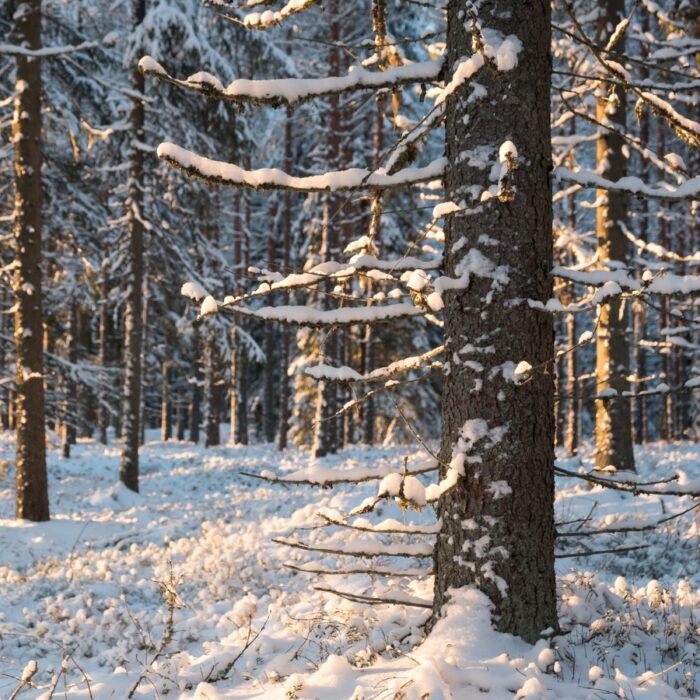 Sapin, épinette, pin, mélèze... Comment identifier ce conifère?