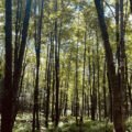 Photographie : Forêt Hereford